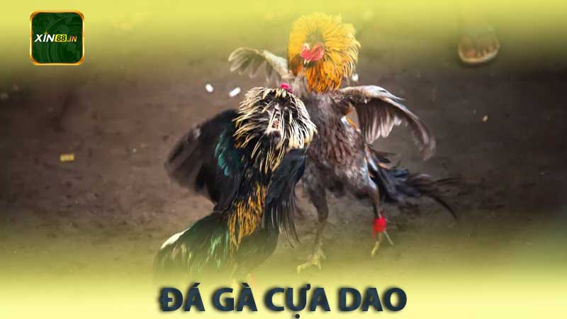 đá gà cựa dao