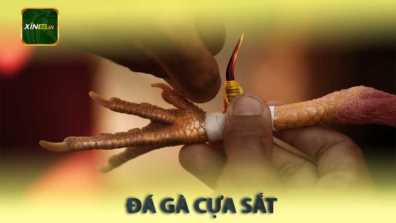 đá gà cựa sắt