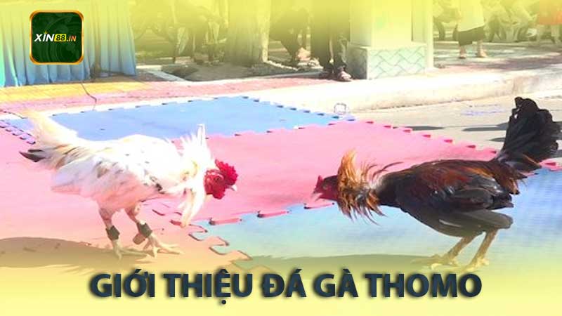 giới thiệu đá gà thomo