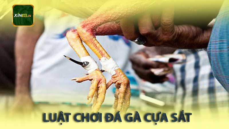 luật chơi đá gà cựa sắt